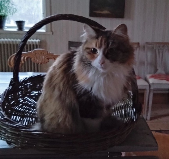 Sibirisk katt Ioata Arae